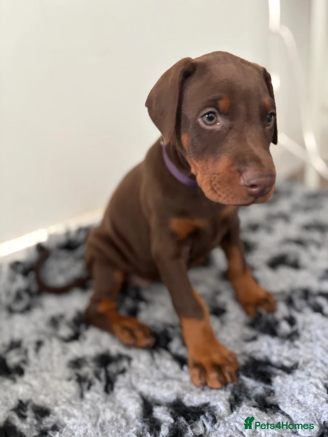 Dobermann dogs for sale: 9 Doberman Puppies- Ready to leave 6th June - Advert 1