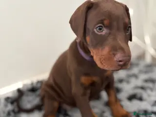 Dobermann dogs 9 Doberman Puppies- Ready to leave 6th June - Advert 3
