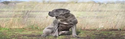 Cane Corso dogs for sale: Cane Corso Puppies | Elite Bloodline | 86kg Sire - Advert 4
