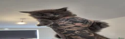 Maine Coon cats for sale: Russian mainecoon kittens  - Advert 2