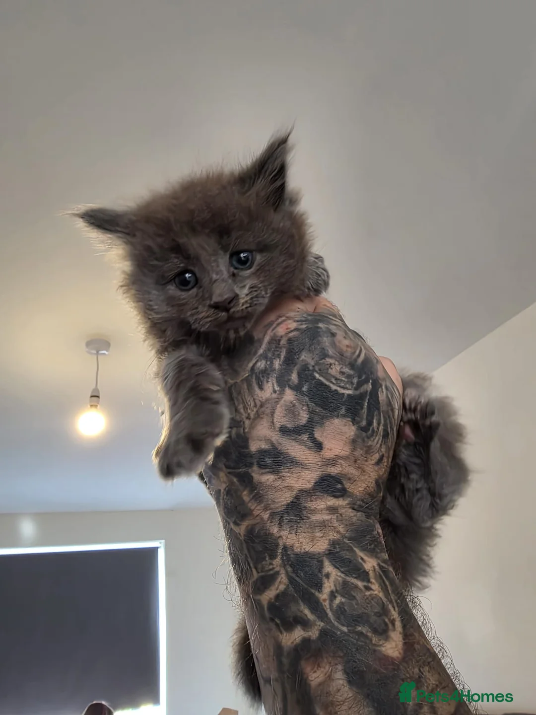 Maine Coon cats for sale: Russian mainecoon kittens  - Advert 2