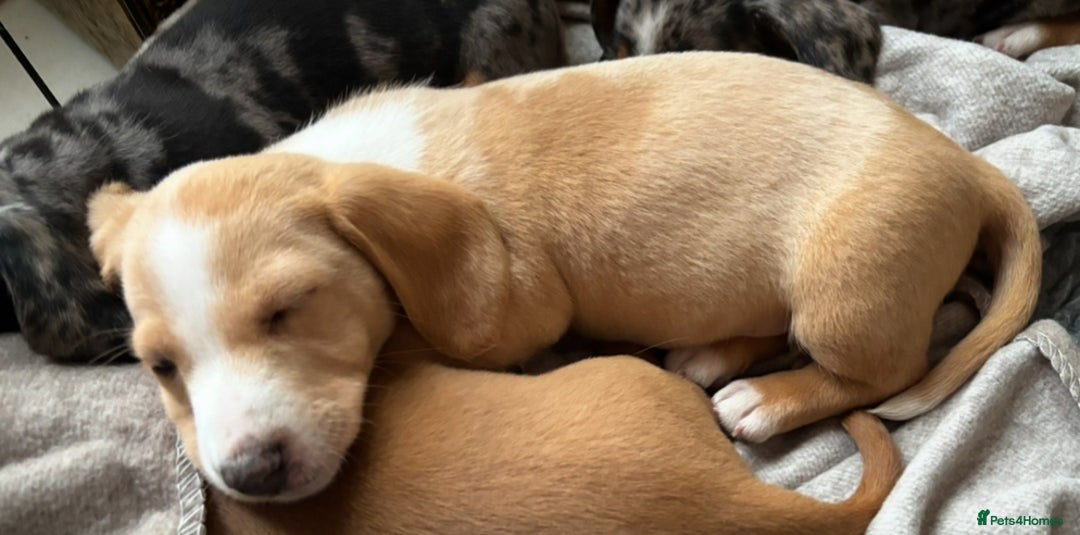 Miniature Dachshund dogs for sale: Shaded red miniature dachshund for sale - Image 9