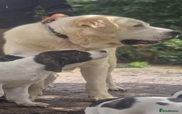 Central Asian Shepherd dogs for sale: Beautiful Alabai Mastiff puppies  in Pulborough - Image 23