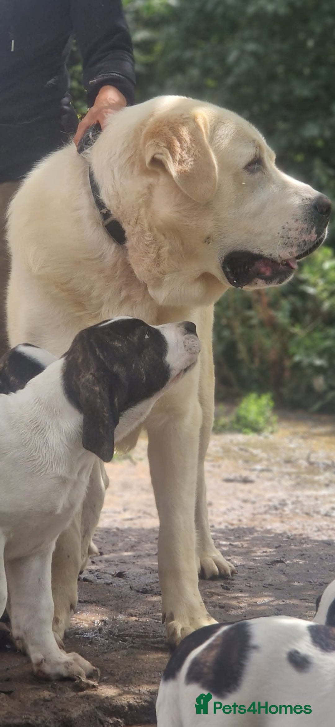 Central Asian Shepherd dogs for sale: Beautiful Alabai Mastiff puppies  in Pulborough - Image 23