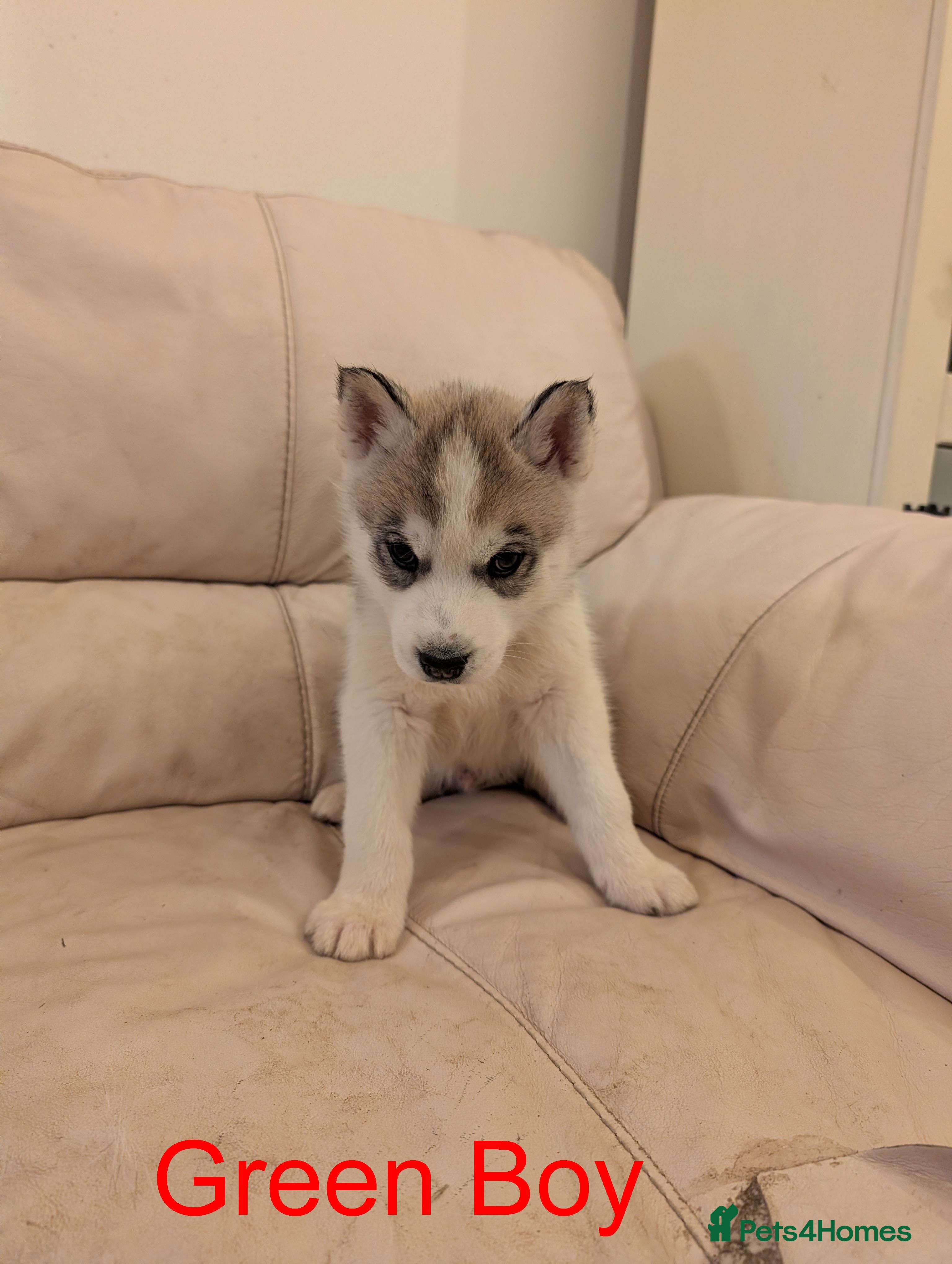 Siberian Husky dogs for sale: Beautifull Siberian Husky puppies - Advert 1