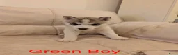 Siberian Husky dogs for sale: Beautifull Siberian Husky puppies - Advert 1