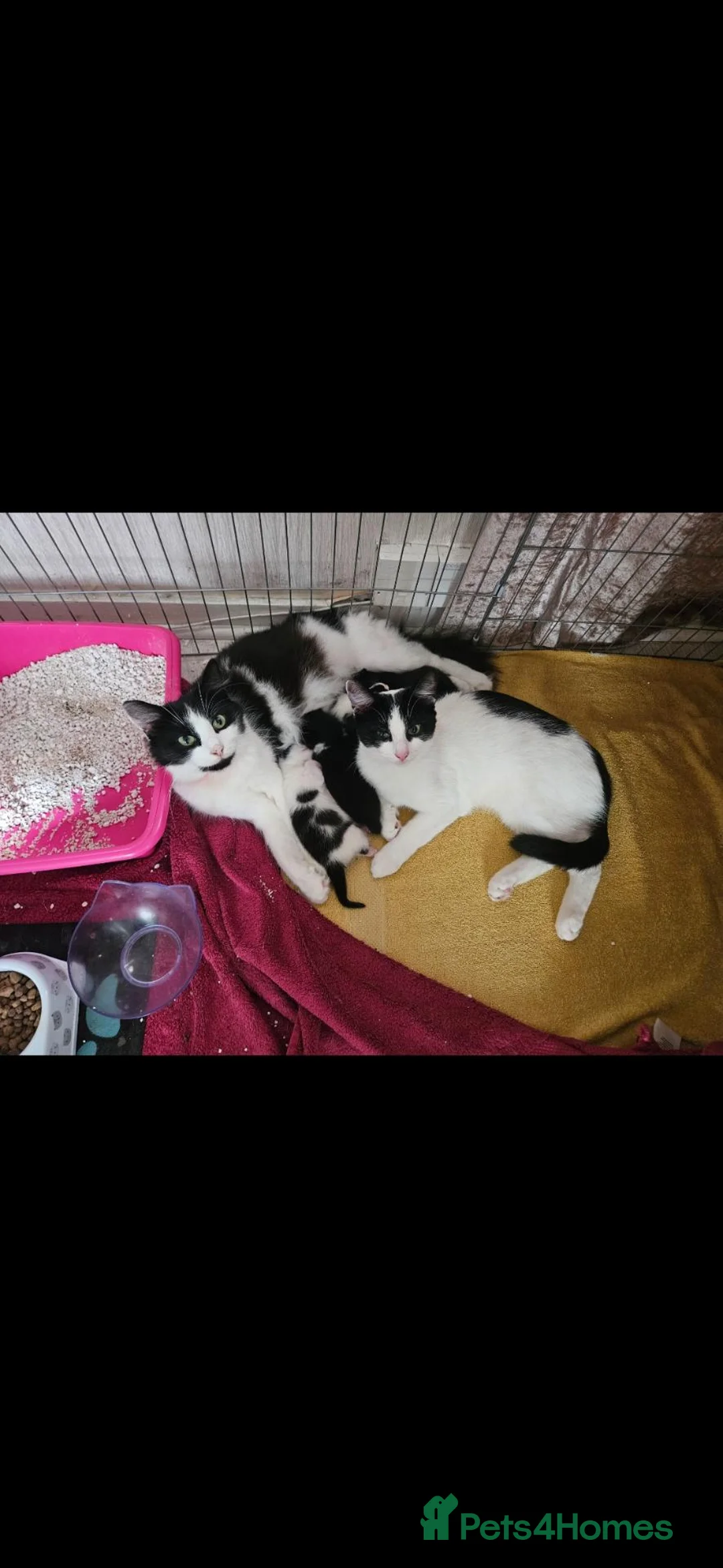 British Shorthair cats for sale: Kittens - Advert 14
