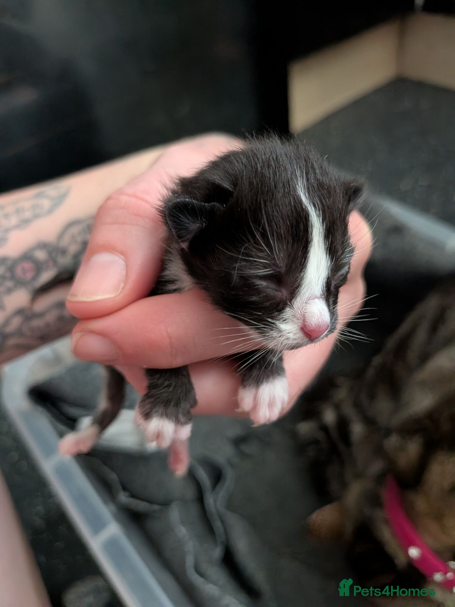 Mixed Breed cats Kittens  - Advert 1