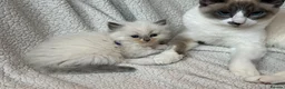 Ragdoll cats for sale: Gorgeous Ragdoll kittens - Advert 7