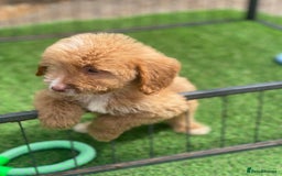 Cockapoo dogs for sale: Adorable F1 cockapoo pups NOW READY  - Image 14