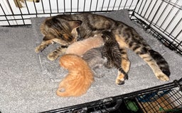 American Shorthair cats for sale: 4 stunning bsh x American short kittens avail - Image 36
