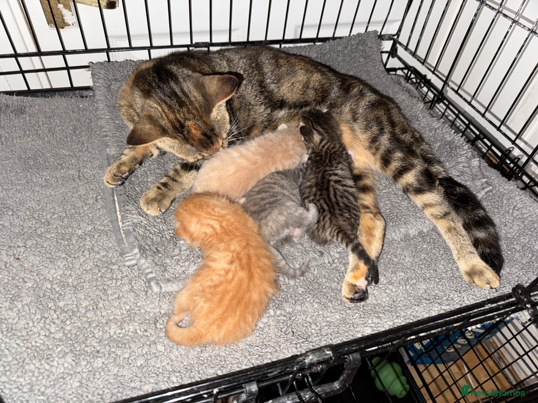American Shorthair cats for sale: 4 stunning bsh x American short kittens avail - Image 36