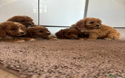 Cavapoo dogs for sale: Gorgeous cavapoos  - Image 1