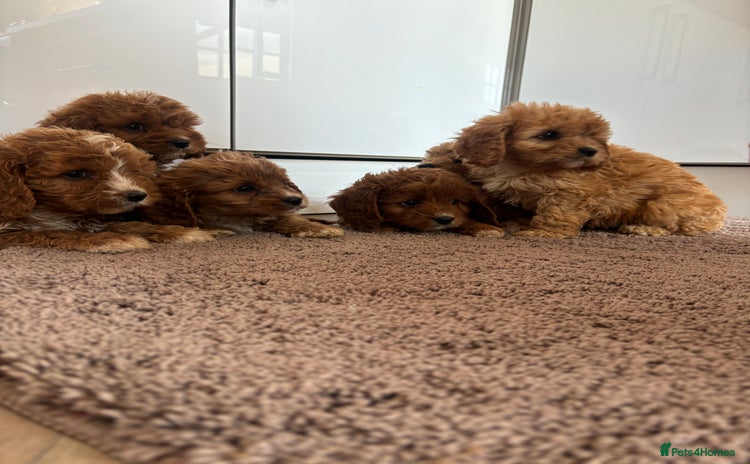 Cavapoo dogs - Advert 1
