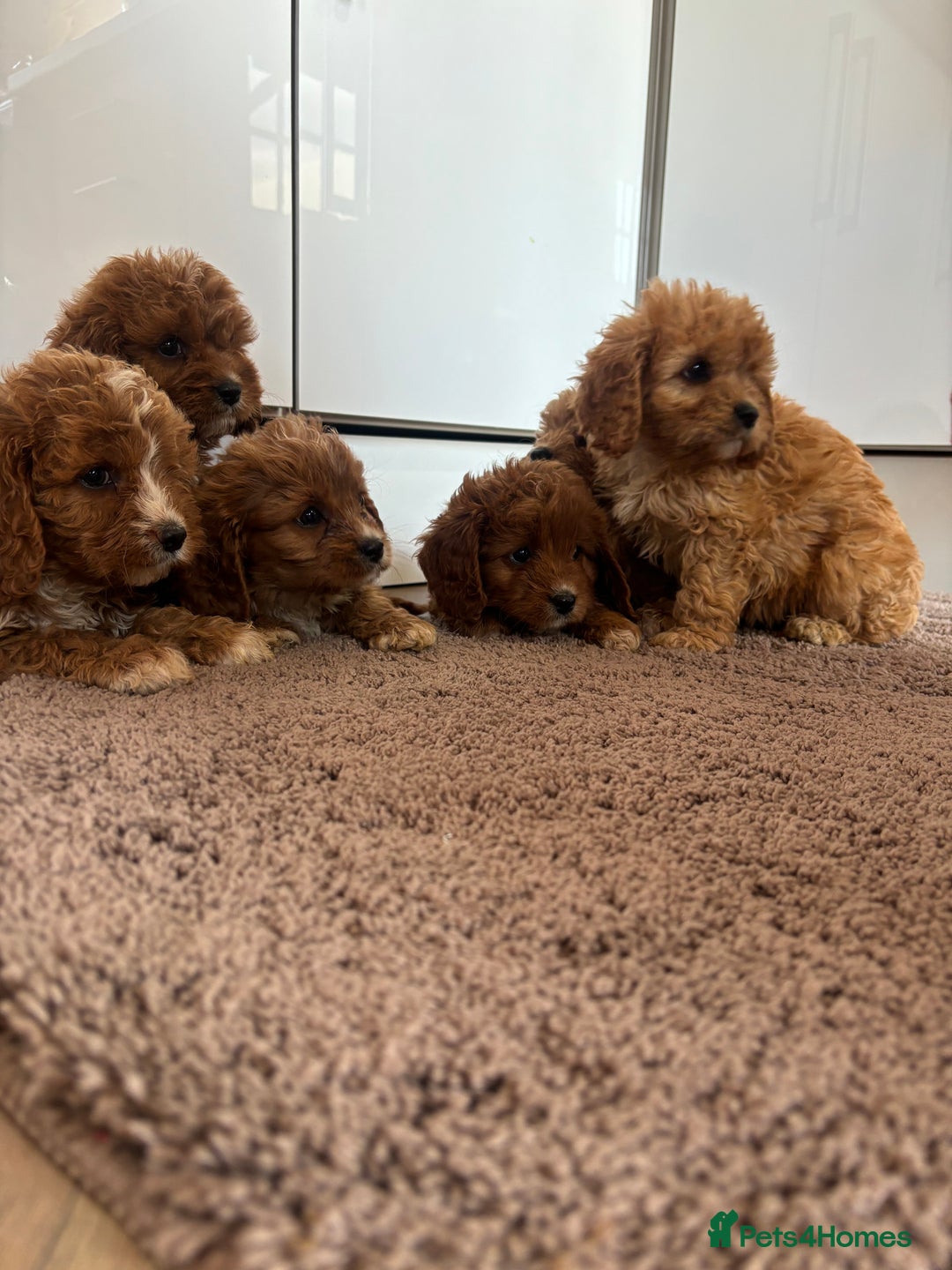 Cavapoo dogs for sale: Gorgeous cavapoos  - Image 1