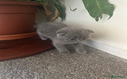 Scottish Fold cats for sale: Scottish fold - Image 8