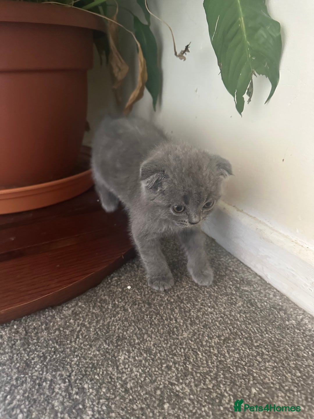 Scottish Fold cats for sale: Scottish fold - Image 8