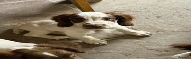 English Springer Spaniel 2