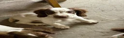 English Springer Spaniel dogs for sale:  Liver & White English Springer Spaniel Puppies - Advert 10