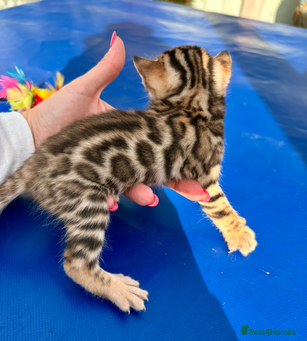 Keetso cats for sale: Stunning golden keetsos  - Image 15