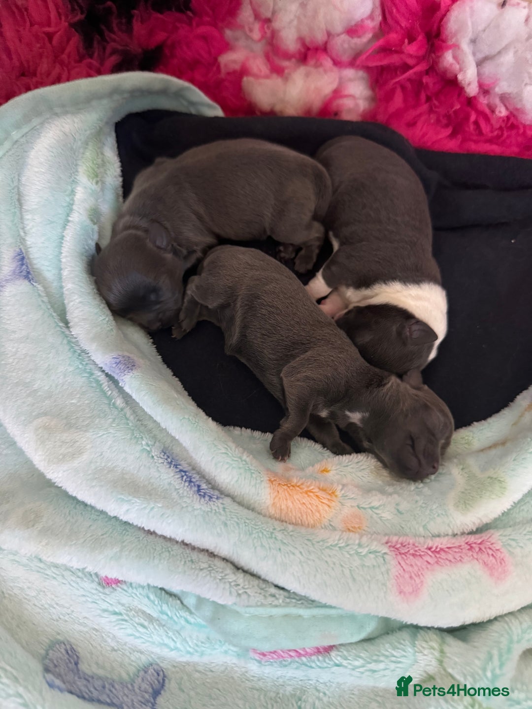 Chihuahua dogs for stud: Kc registered blue smooth coat for stud in South Shields - Advert 4