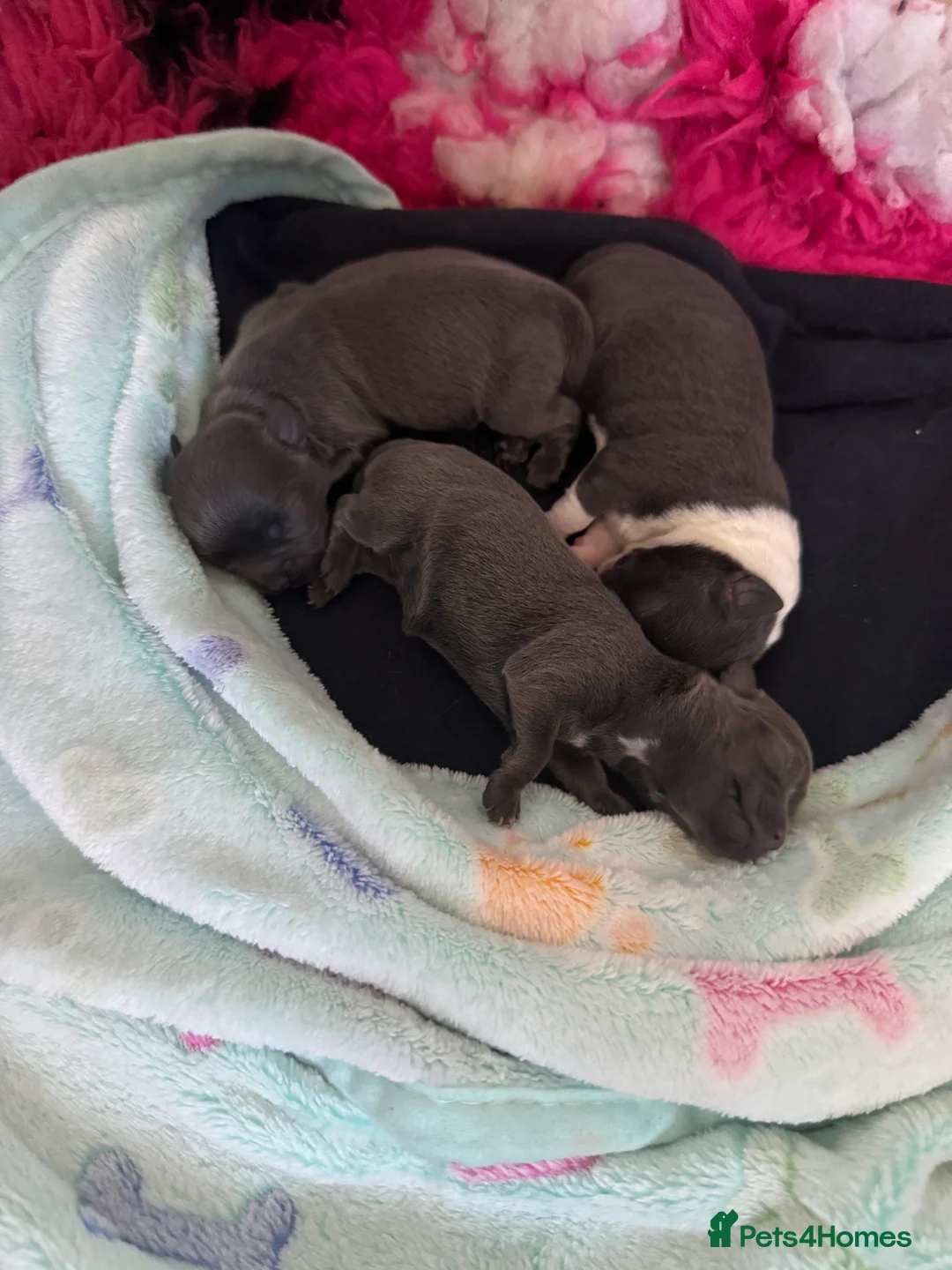 Chihuahua dogs for stud: Kc registered blue smooth coat for stud in South Shields - Advert 4