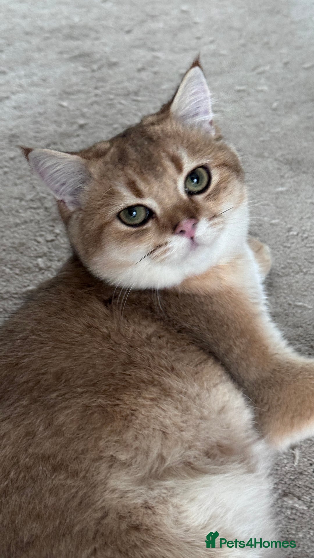 British Shorthair cats for sale: BSH GCCF NY12 Golden black tipped one girl left  in Basildon - Advert 3