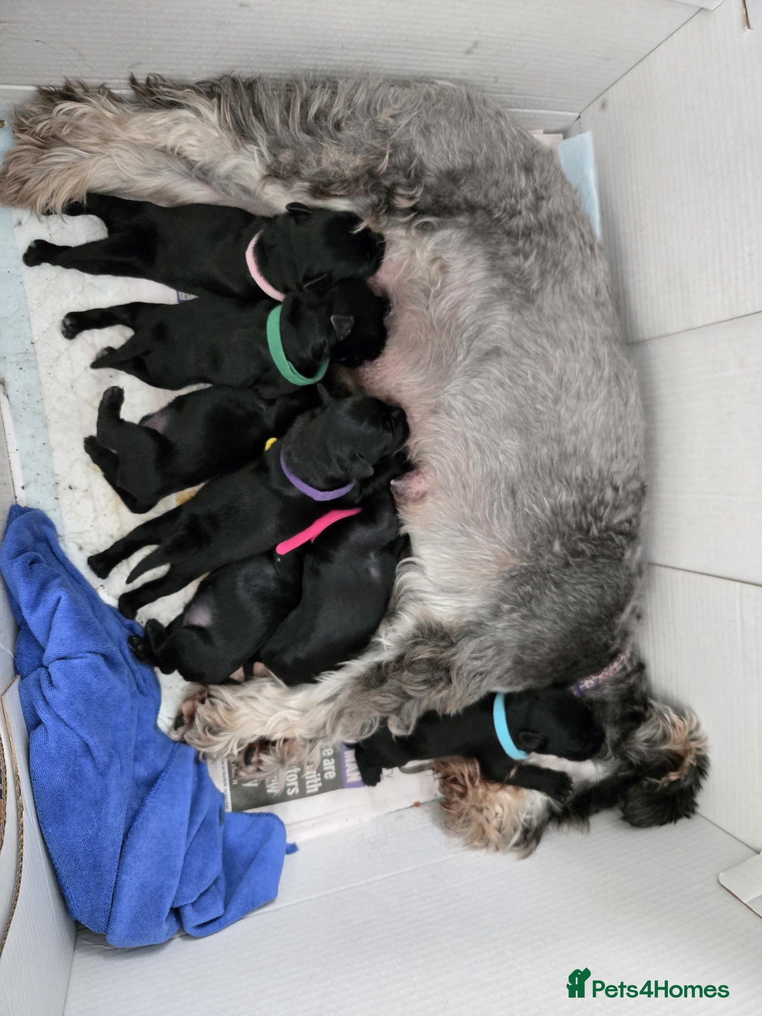 Miniature Schnauzer dogs 5 dogs, 2 bitches, KC registered  - Advert 1