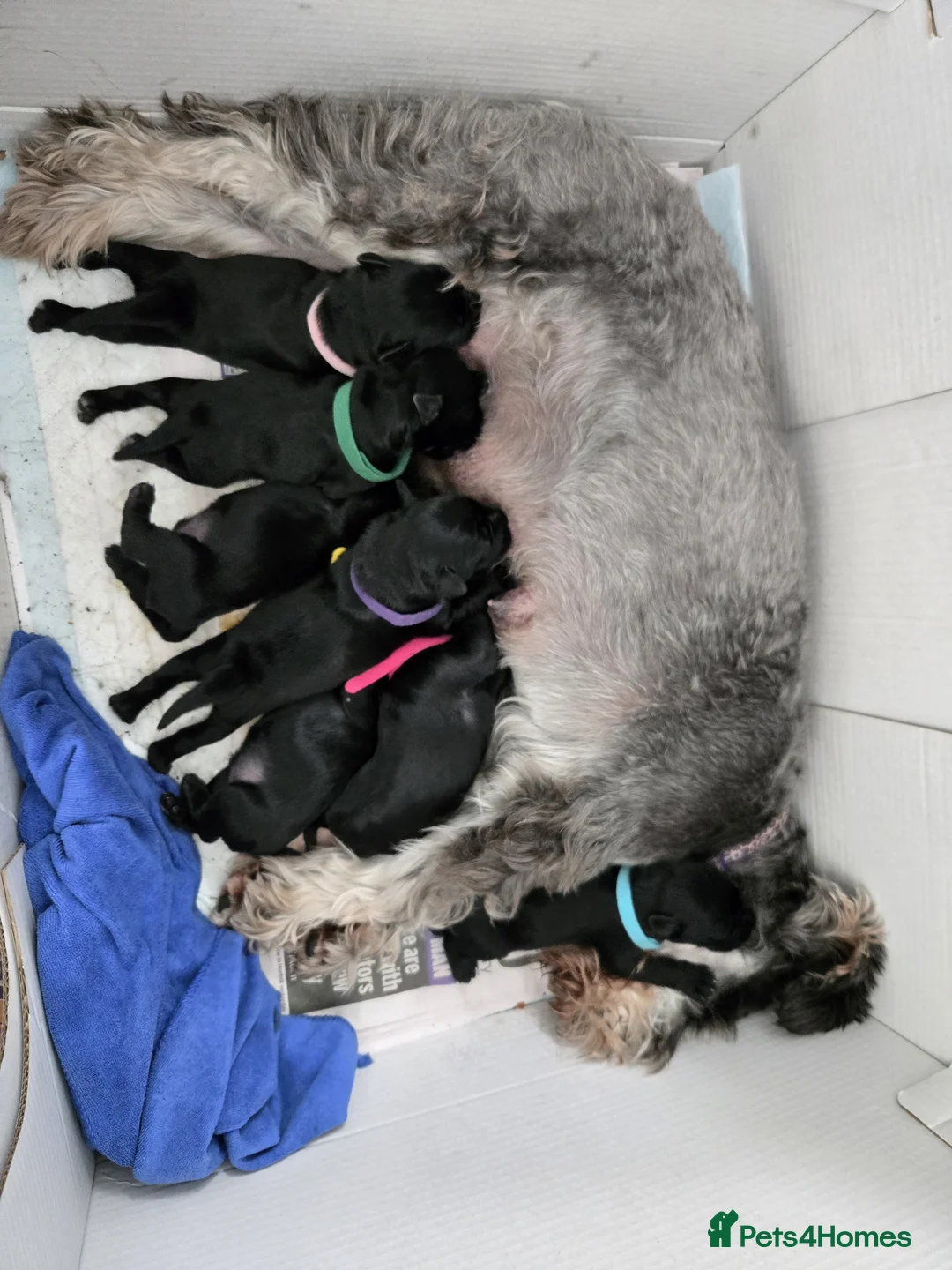 Miniature Schnauzer dogs for sale: 5 dogs, 2 bitches, KC registered  in Swansea - Advert 1