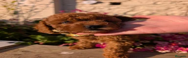 Cavapoo Puppy 1 Boy Green collar 