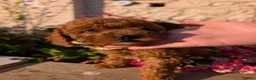 Cavapoo dogs for sale: ❤️ Ruby Red F1b Miniature Cavapoo Teddy Bear  ❤️  - Advert 38