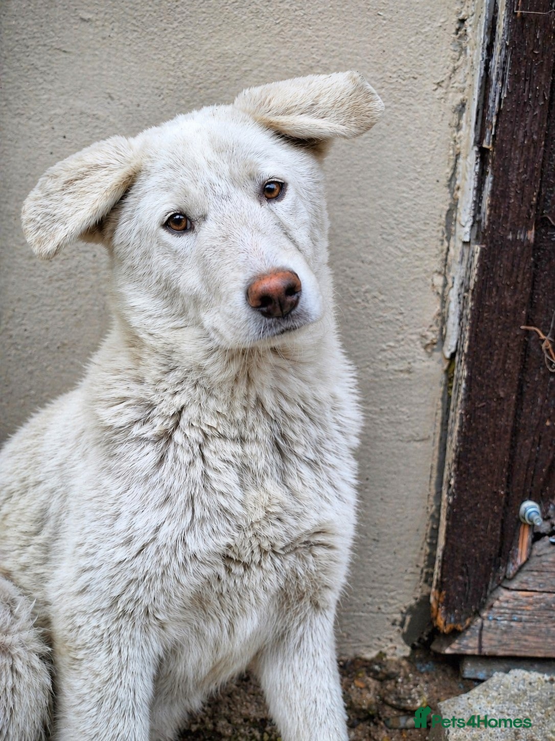 Mixed Breed dogs 🐶 Meet AKY !  A Lovely Boy for a Loving Home - Advert 12