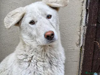 Mixed Breed dogs 🐶 Meet AKY ! A Lovely Boy for a Loving Home - Advert 12