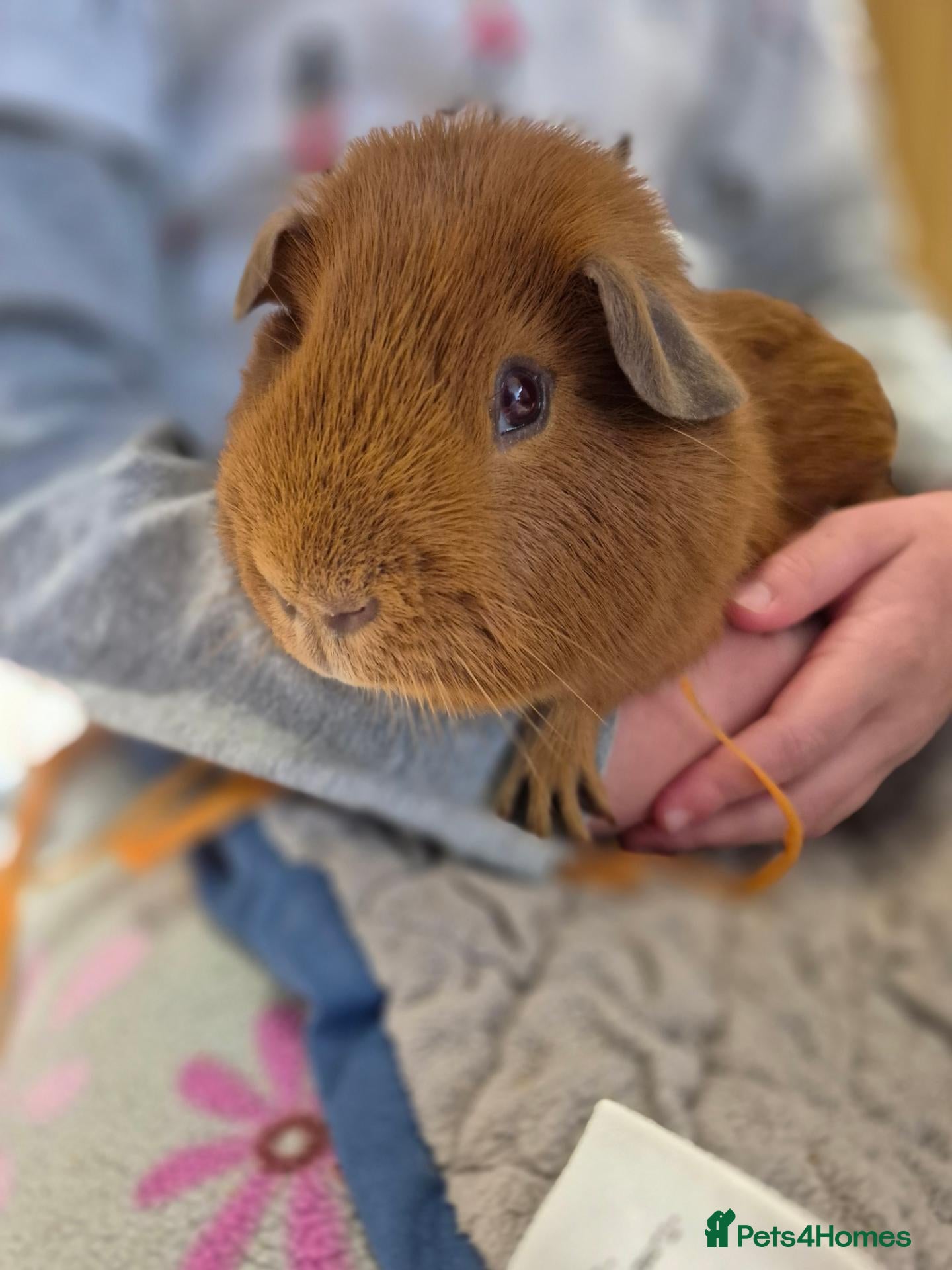 Guinea Pig rodents Pink eyed golden male - Advert 4