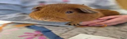 Guinea Pig rodents for sale: Pink eyed golden male in Fordingbridge - Advert 1