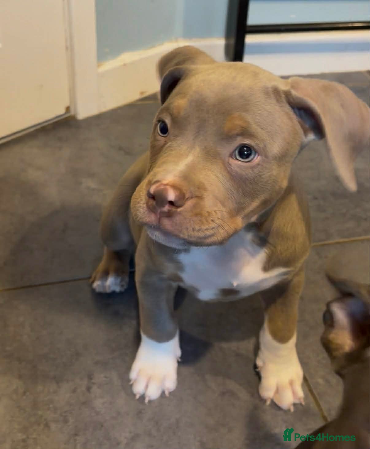 American Bully dogs Pocket bully - Advert 24