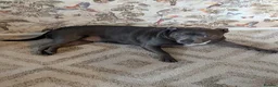 Staffordshire Bull Terrier dogs for sale: 5 year old Staffordshire bull terrier in Winsford - Advert 2
