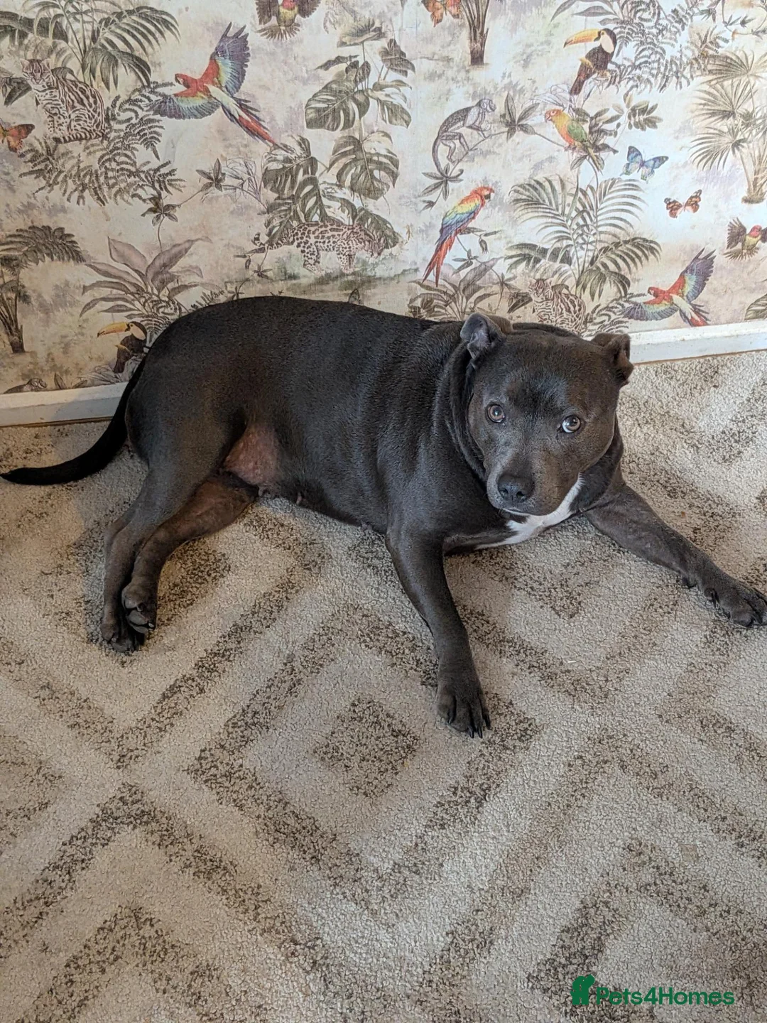 Staffordshire Bull Terrier dogs for sale: 5 year old Staffordshire bull terrier in Winsford - Advert 2
