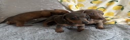 Dachshund dogs for sale: Gorgeous Isabella+tan little boy - Advert 22