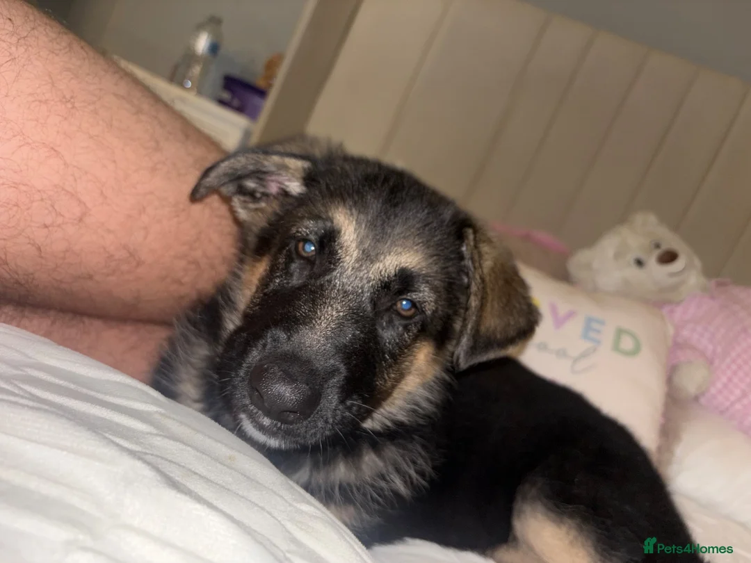 German Shepherd dogs for sale: Myla  - Advert 4