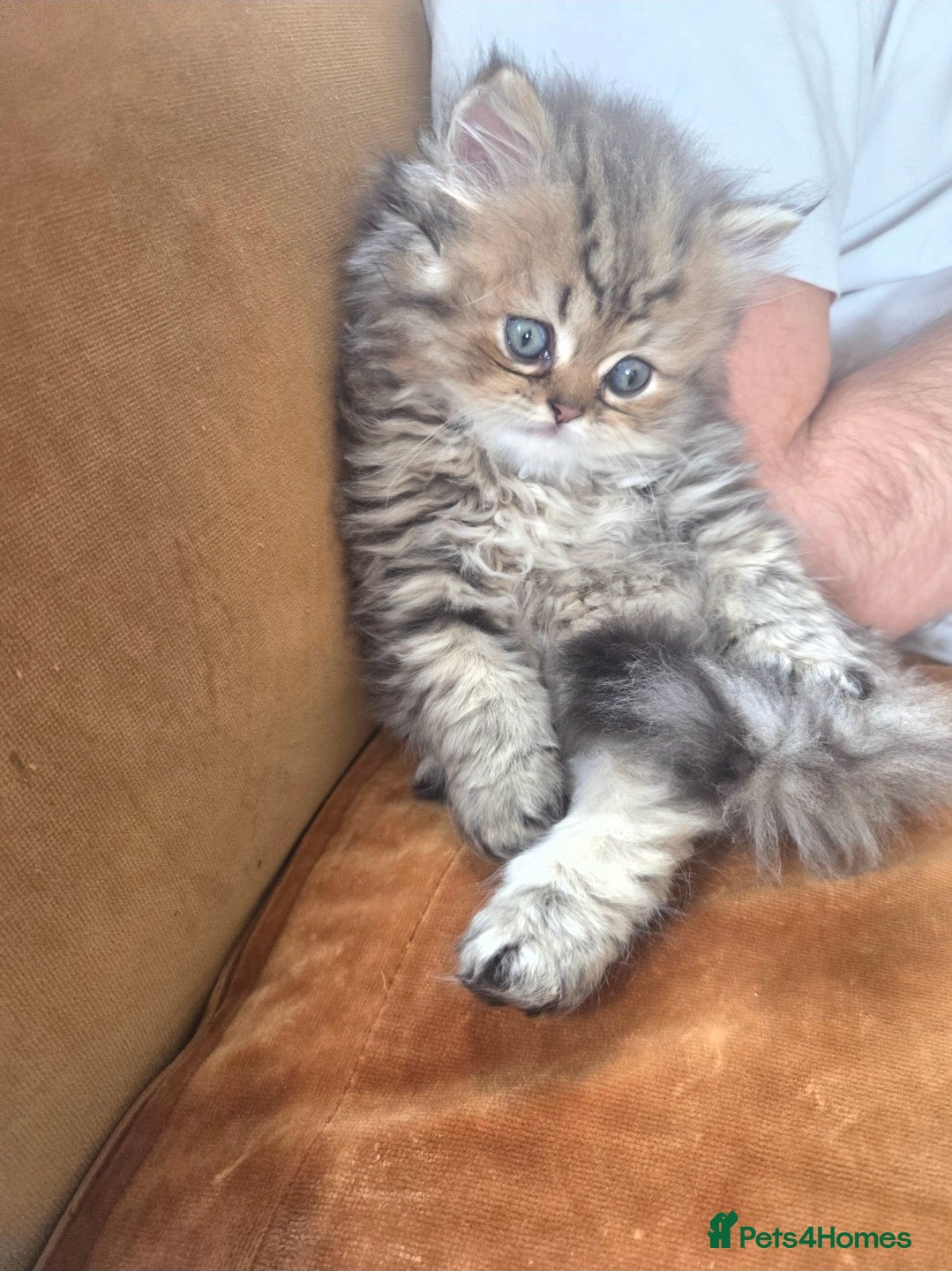 Persian cats Beautiful Persian Kittens – 2 Girls & 1 Boy - Advert 2