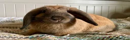 Mini Lop rabbits for sale: Mini lop doe, 10weeks - Advert 3