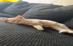 British Shorthair cats for sale: Silver tabby British short hair  - Image 4