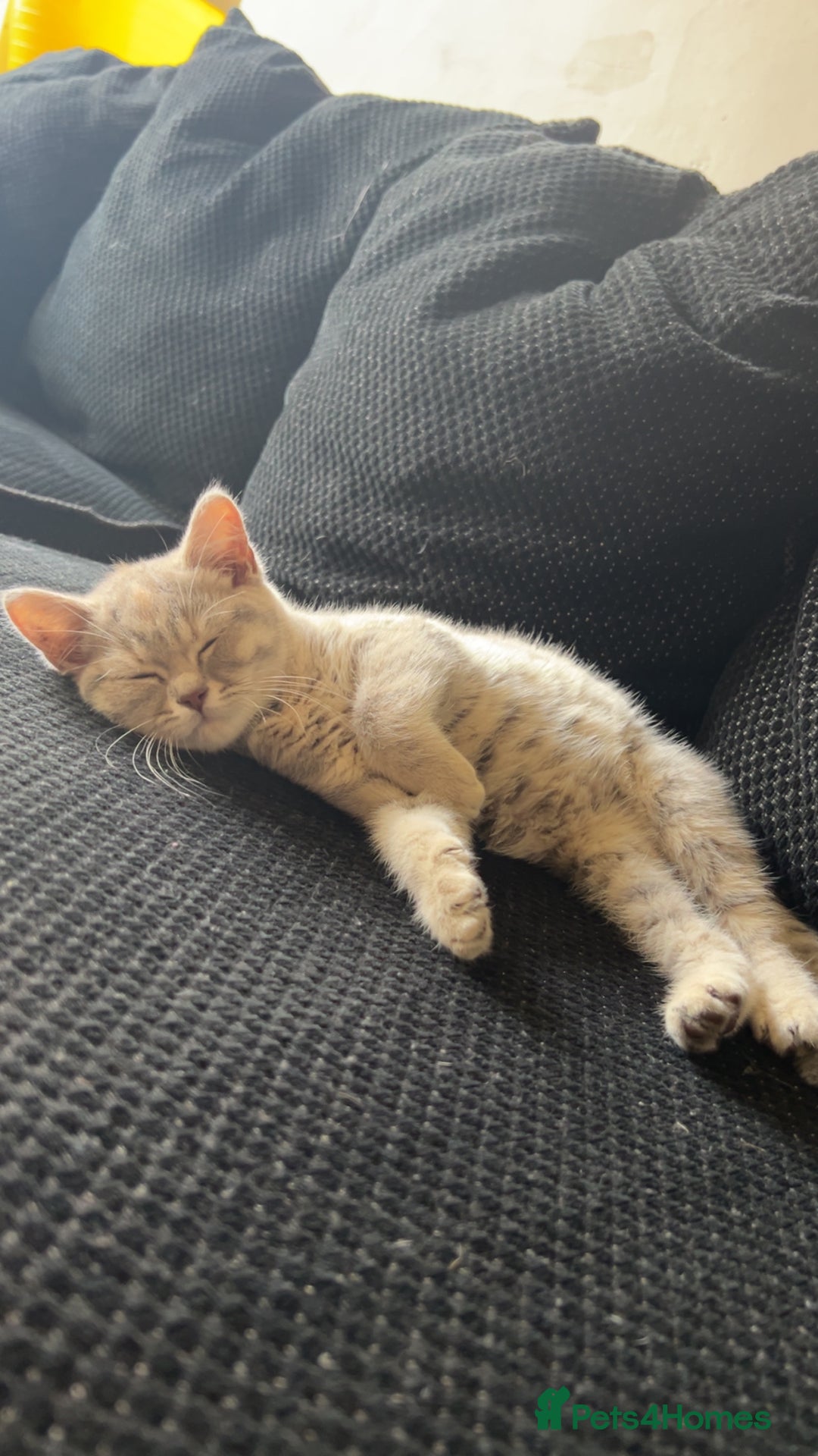 British Shorthair cats for sale: Silver tabby British short hair  - Image 4