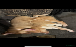 Huskita dogs for sale: Beautiful Female Huskita puppy - Image 4