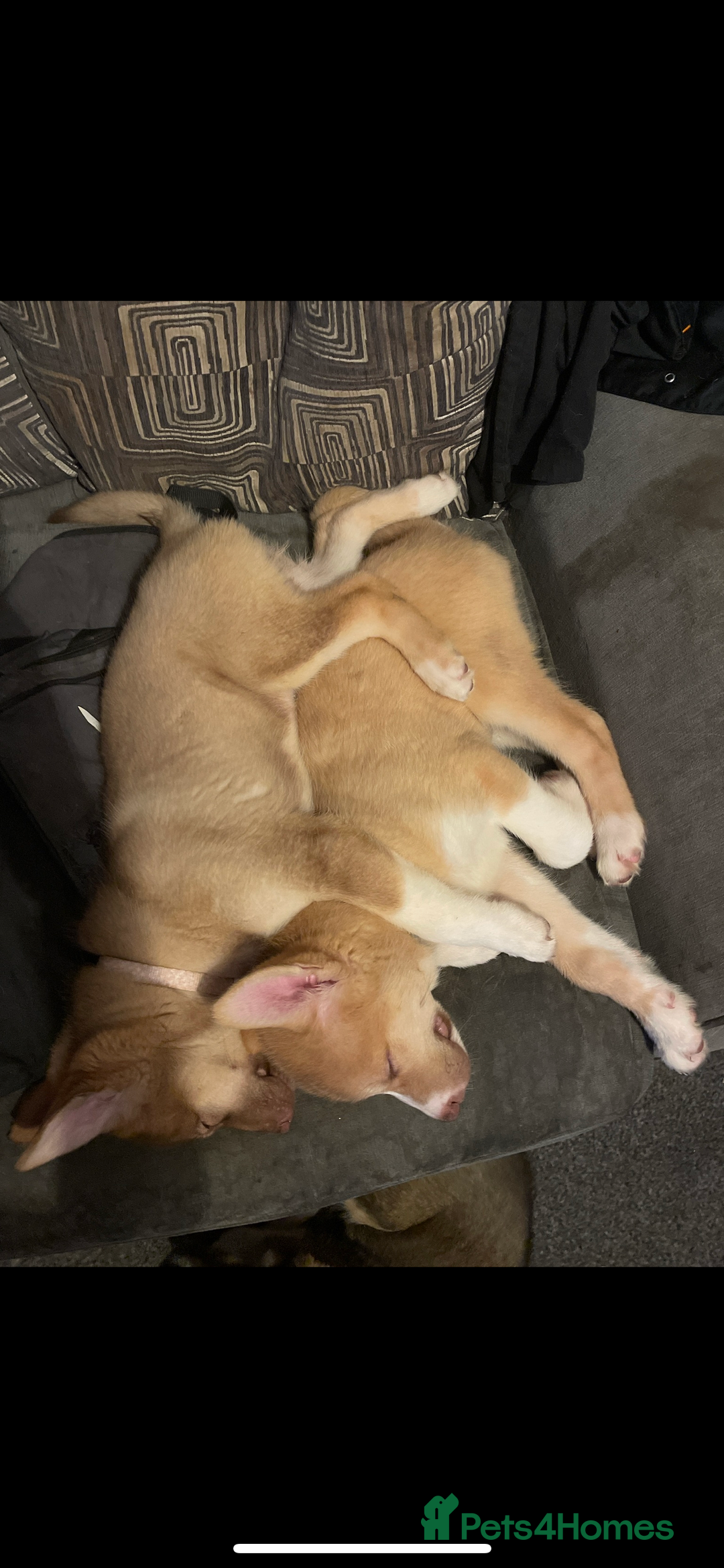 Huskita dogs for sale: Beautiful Female Huskita puppy - Image 4