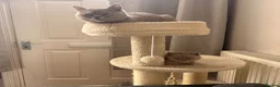British Shorthair cats for sale: British Shorthair kitten  in Sheffield - Advert 3