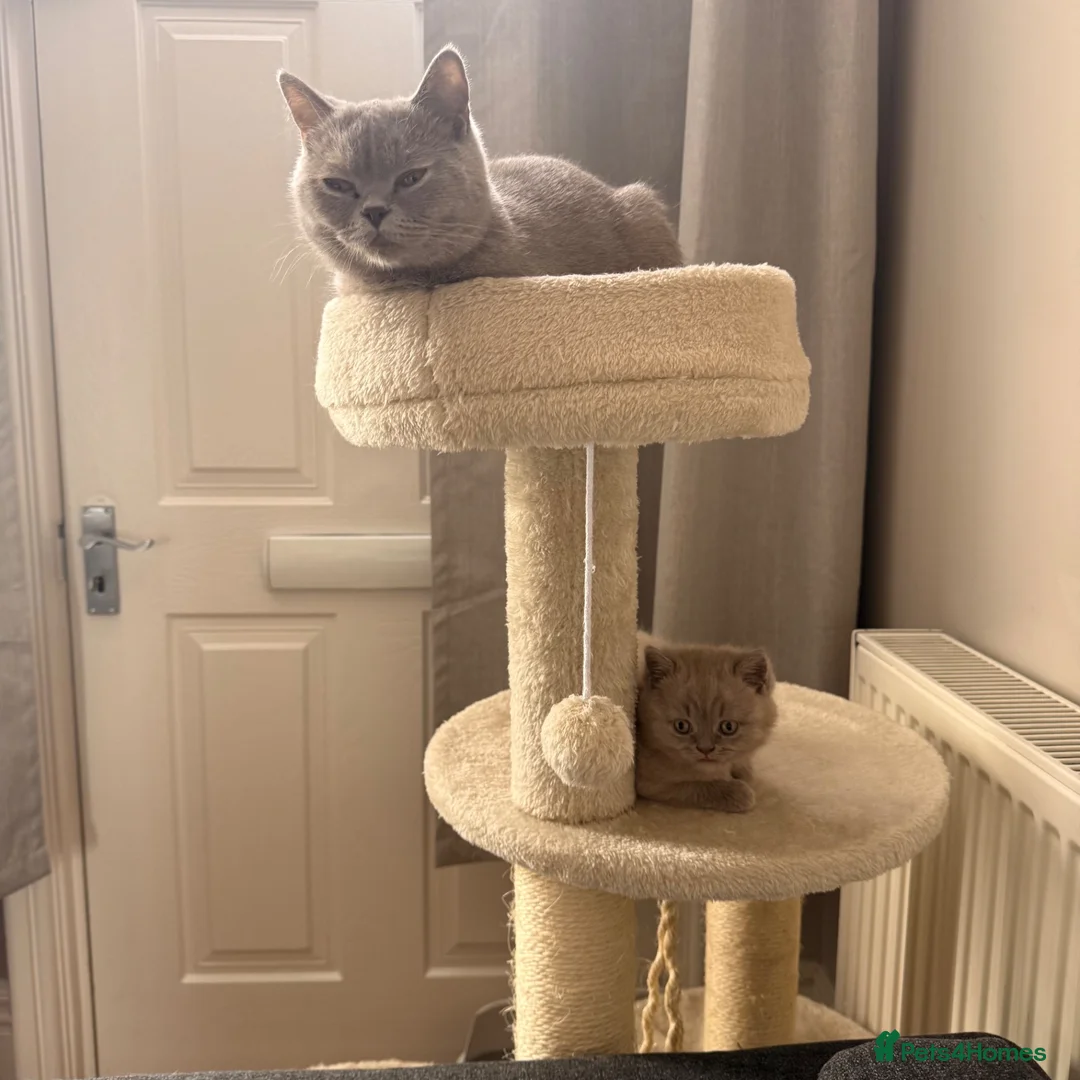 British Shorthair cats for sale: British Shorthair kitten  in Sheffield - Advert 3