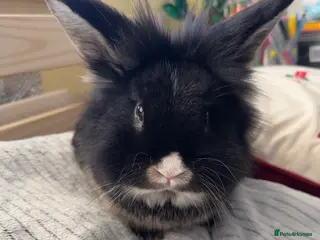 Lionhead rabbits Lionshead rabbit for sale - Advert 21