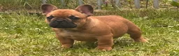 French Bulldog dogs for sale: Champion sired health tested standard line French  in Doncaster - Advert 6